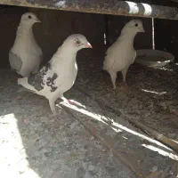پشتی گراف ساتن