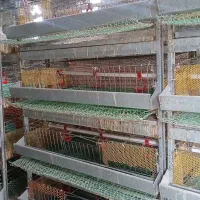 قفس پرورش بلدرچین