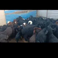 فروش ۱۲۰ راس میش افشار دورگ آبستن و شیرده