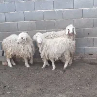 بره ماده بومی ریز،،میش بز