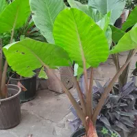 گل و گیاهان آپارتمانی و فضای باز