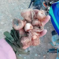 پیاز زعفران - زعفران