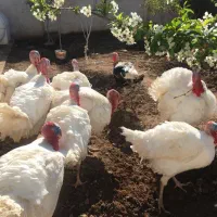 بوقلمون جوجه بوقلمون بیوتی  برنزه  تخم نطفه دار