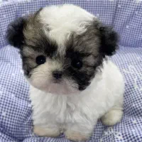 سگ شیتزو مینیاتور عروسکی بی واسطه 5500