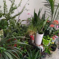 گل وگیاه زیبا