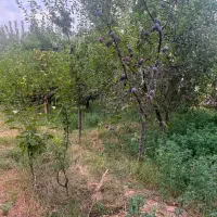 زمین ویلایی