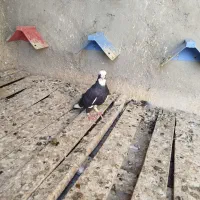 پلنگ کرمانی