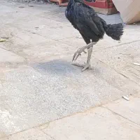 لاری اوشامو