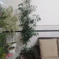 گل بنجامین