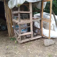 لانه کبوتر دوطبقه