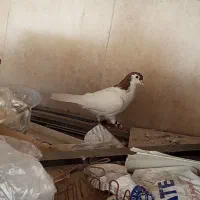 کفتر نر