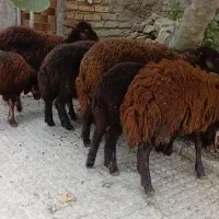 بره|حیوانات مزرعه|گرگان, |دیوار