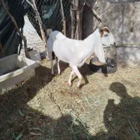 بز فروشی ماده