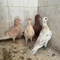 چهار عدد جوجه آس