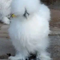 جوجه یک روزه زینتی سلطان برهما لهستانی ‌پولند پاپر