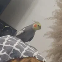 عروس هلندی گم شده