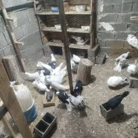 کفتر|حیوانات مزرعه|نشتارود, |دیوار