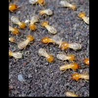 سمپاشی موریانه. سم اصلی کارخوب بخوای دایمی ریشه کن
