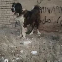 یه جفت حیوان سگ گله ای .