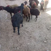 میش فروشی