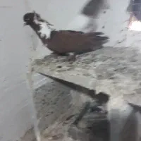 کبوتر قرمز نشان نر