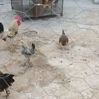 جوجه|حیوانات مزرعه|سوق, |دیوار
