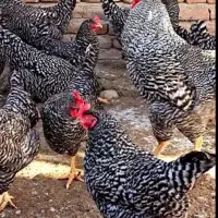 تخم نطفه دار امروک محلی و دورگ