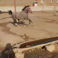مادیان