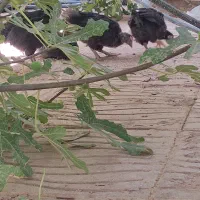 جوجه رسمی