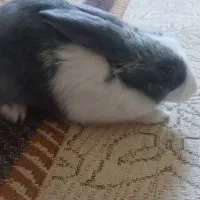 خرگوش