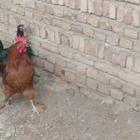 یک عدد خروس برهما