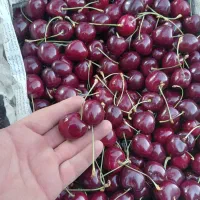 هایپر میوه یاری.تمامی میوه ها و تربار لوکس هستند