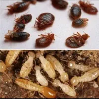سمپاشی تخصصی سم پاشی کلیه حشرات ساس سوسک باضمانت