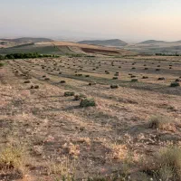 یونجه ای دیمی