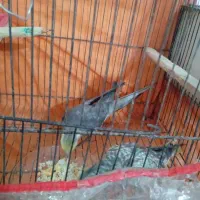 عروس با جوجه