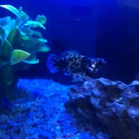 ماهی مولی (نر و ماده)