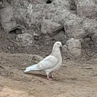 کبوتر طوقی