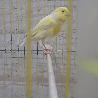 پرنده قناری نر  بخون  بالغ هست