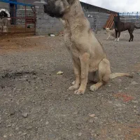توله سگ سرابی