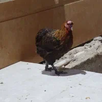 مرغ وخروس