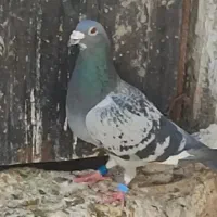 دوتا نر مسافتی  چاپی ابلغ کفتر