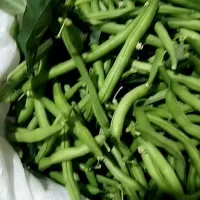 فروش لوبیا سبز درجه یک