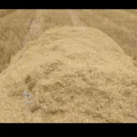 کاه دیم درجه یک کردستان