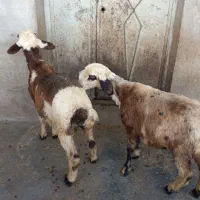 بره...|حیوانات مزرعه|دورود, |دیوار