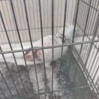 کبوتر  ساعتی  وسینه سیاه معاوضه با سهره