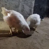 جوجه گوشتی
