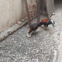 خروسلاریومرغلاریسالم