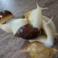 حلزون آچاتینا مولد