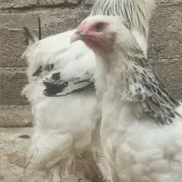 برهما