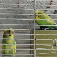 دوعدد مرغ عشق